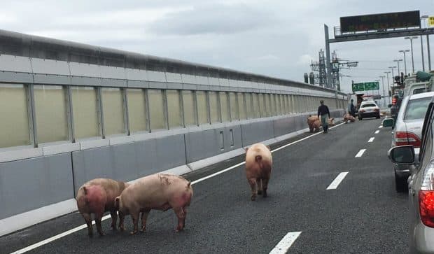 阪神高速池田線に大量の豚たちが逃走！日本ではなかなか見られないトンでもない光景に