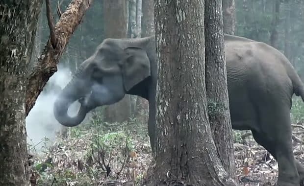 ゾウが喫煙している姿を初めて映像に記録 タバコを吸うゾウの映像が話題に
