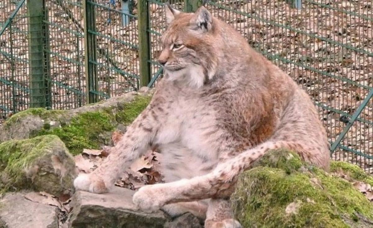 体重48kg 世界一重い猫 がとんでもない貫禄を放つ Socomの隠れ家