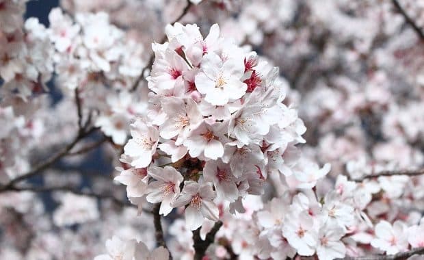東京でサクラ開花を気象庁が発表 昨年より4日遅く平年より5日早い