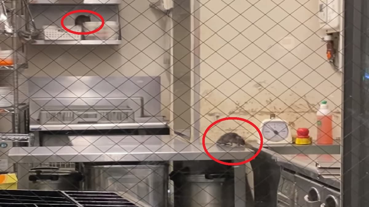 「いきなりステーキ」閉店後の店内がヤバい！キッチンをネズミ達が探索する動画公開
