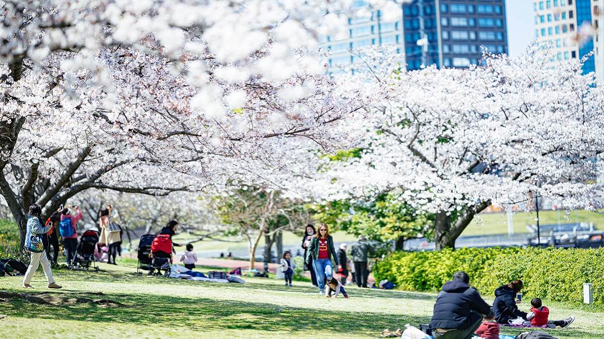 2020年のお花見は在宅で楽しむ！桜名所・スポットのライブカメラ一覧 まとめ
