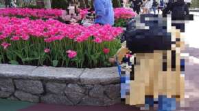 東京ディズニーランドで花壇の花を引きちぎる子連れ女性客が話題に！インスタ映え目的か